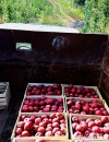 Agritour to Quba - tour to the apple farm
